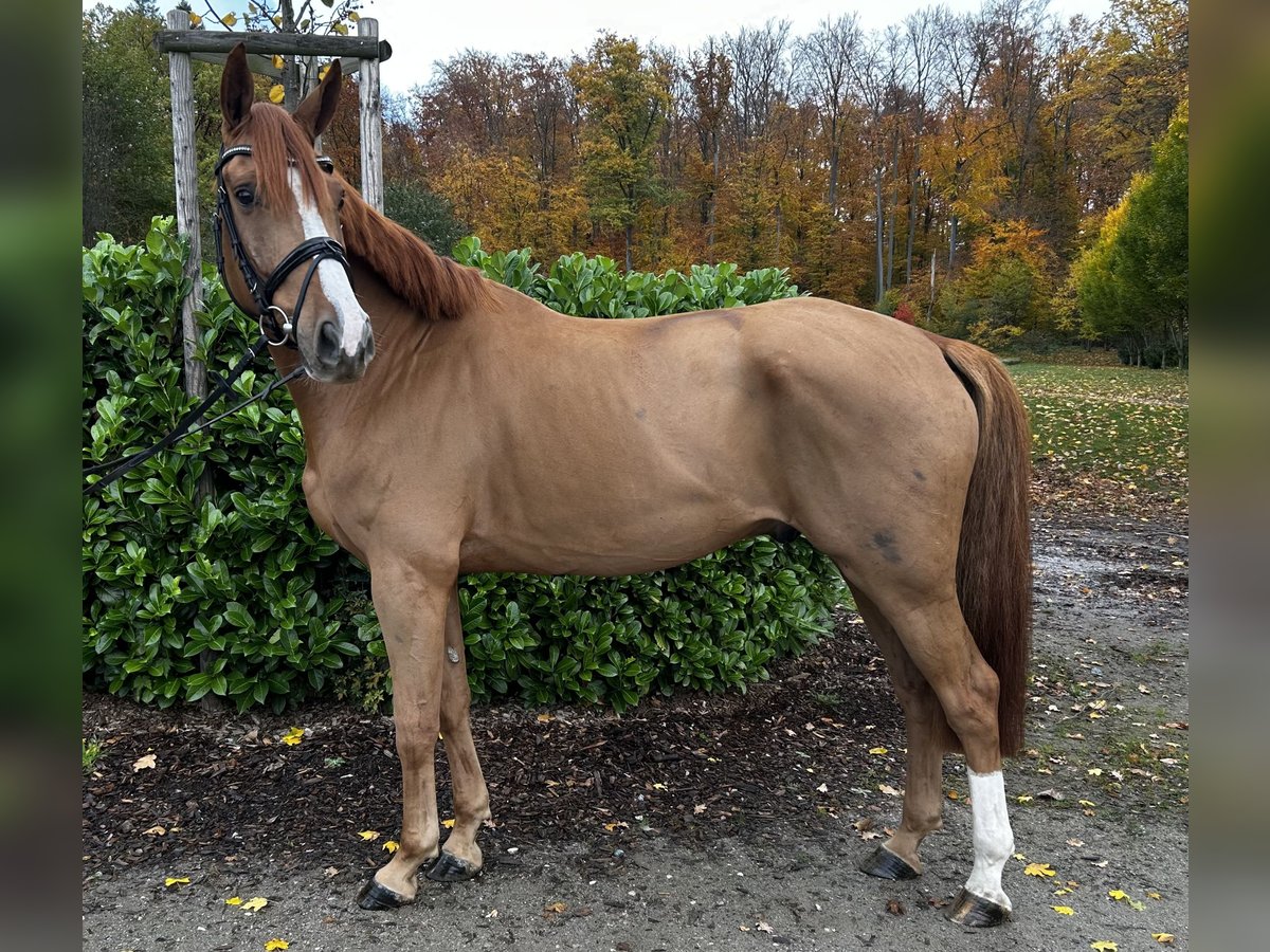 Hanovrien Hongre 6 Ans 167 cm Alezan in Darmstadt