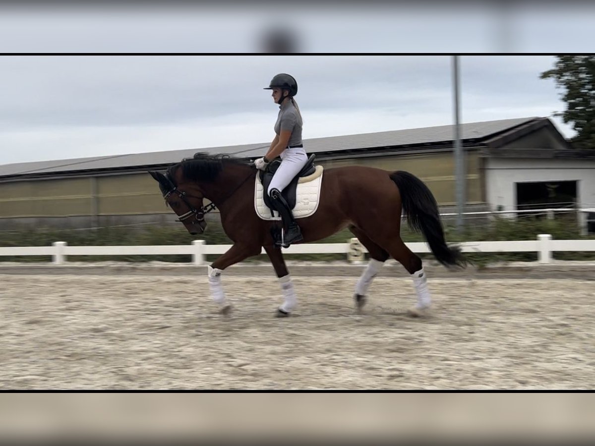 Hanovrien Hongre 6 Ans 168 cm Bai in Gro&#xDF;-Umstadt