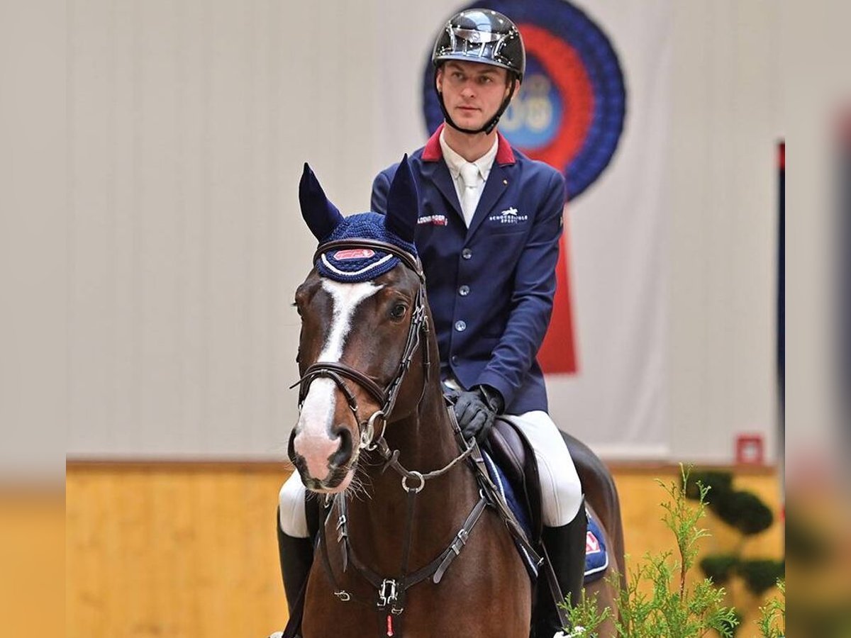 Hanovrien Hongre 6 Ans 168 cm Bai in Vechta