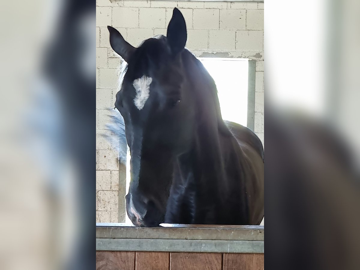 Hanovrien Hongre 6 Ans 169 cm Noir in Walterswil SO