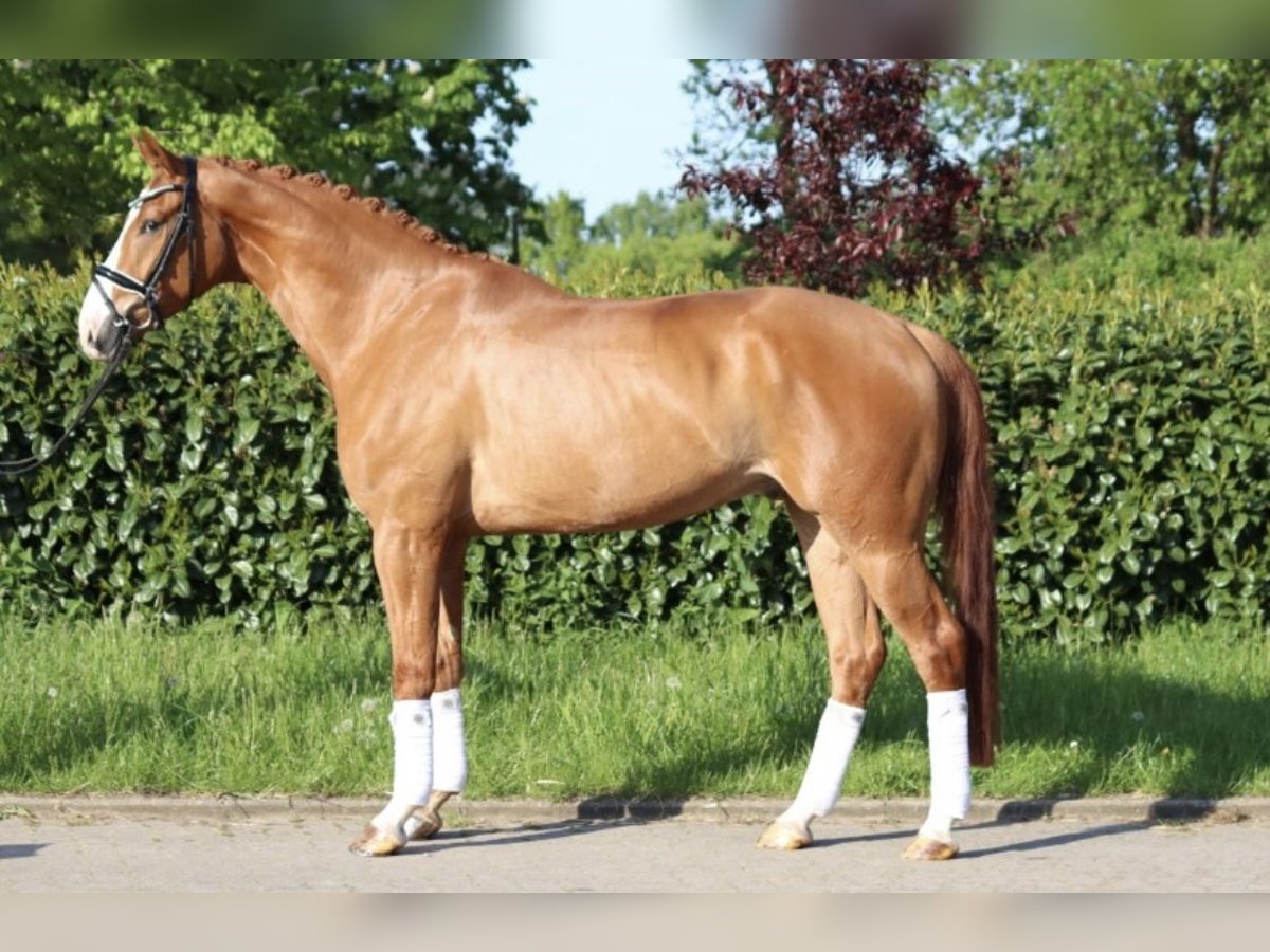 Hanovrien Hongre 6 Ans 170 cm Alezan in Hitzhusen