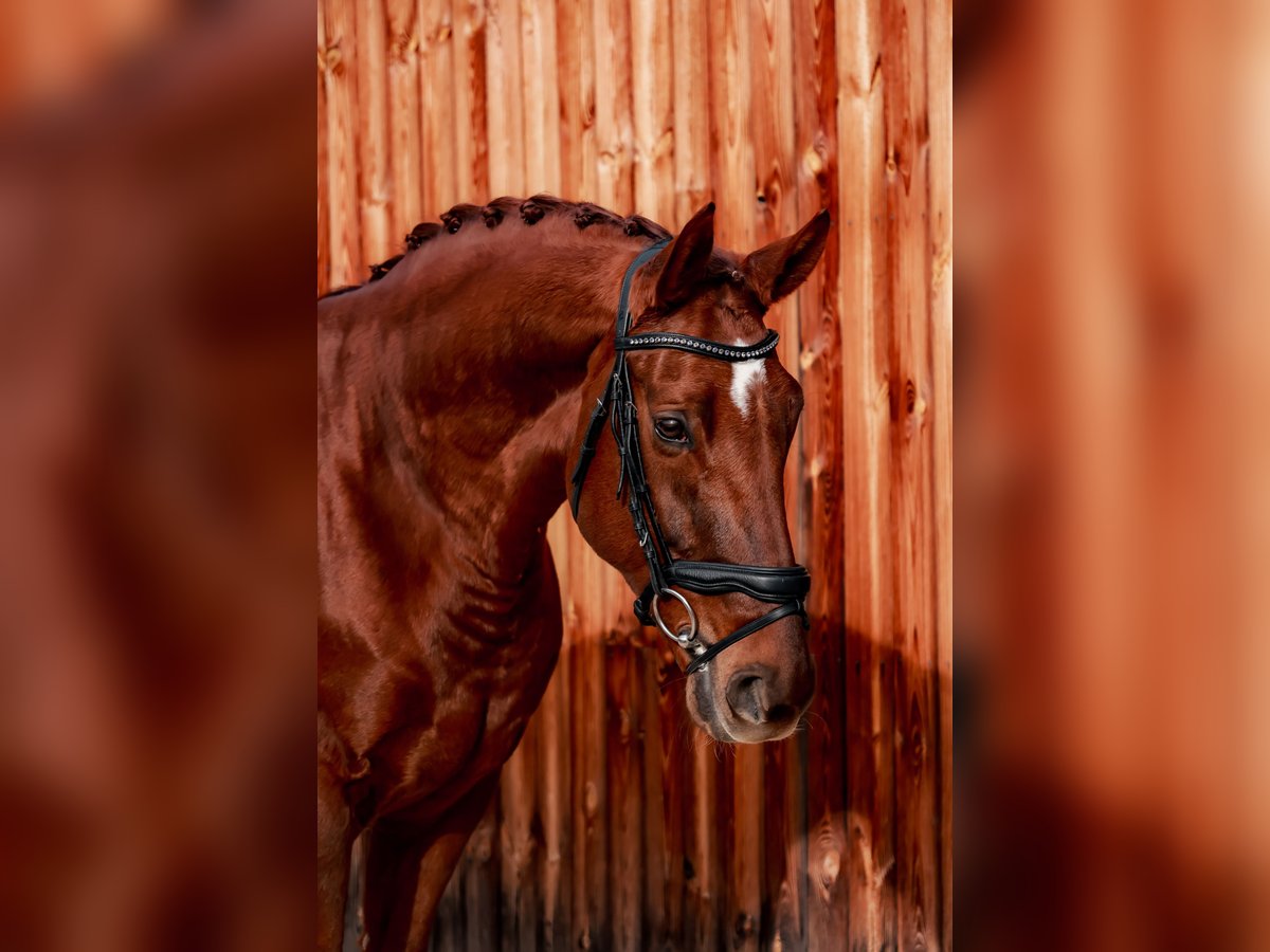 Hanovrien Hongre 6 Ans 170 cm Alezan in Stattegg