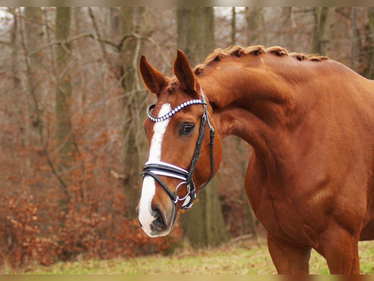 Hanovrien Hongre 6 Ans 170 cm Alezan in Gleichen