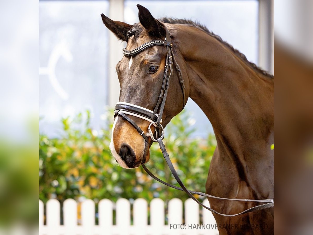 Hanovrien Hongre 6 Ans 170 cm Bai in Verden