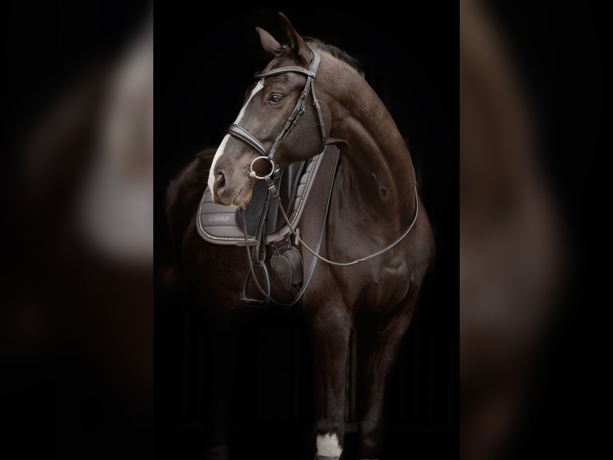 Hanovrien Hongre 6 Ans 170 cm Noir in Br&#xF6;then