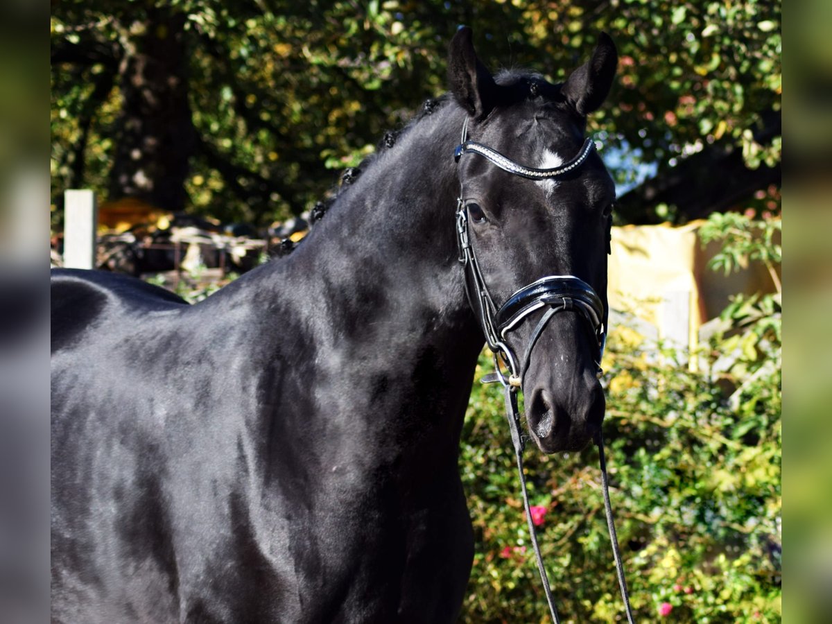 Hanovrien Hongre 6 Ans 170 cm Noir in Bensheim