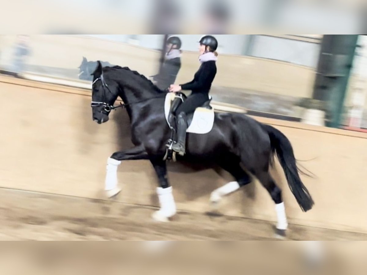 Hanovrien Hongre 6 Ans 171 cm Noir in D&#xE4;tgen