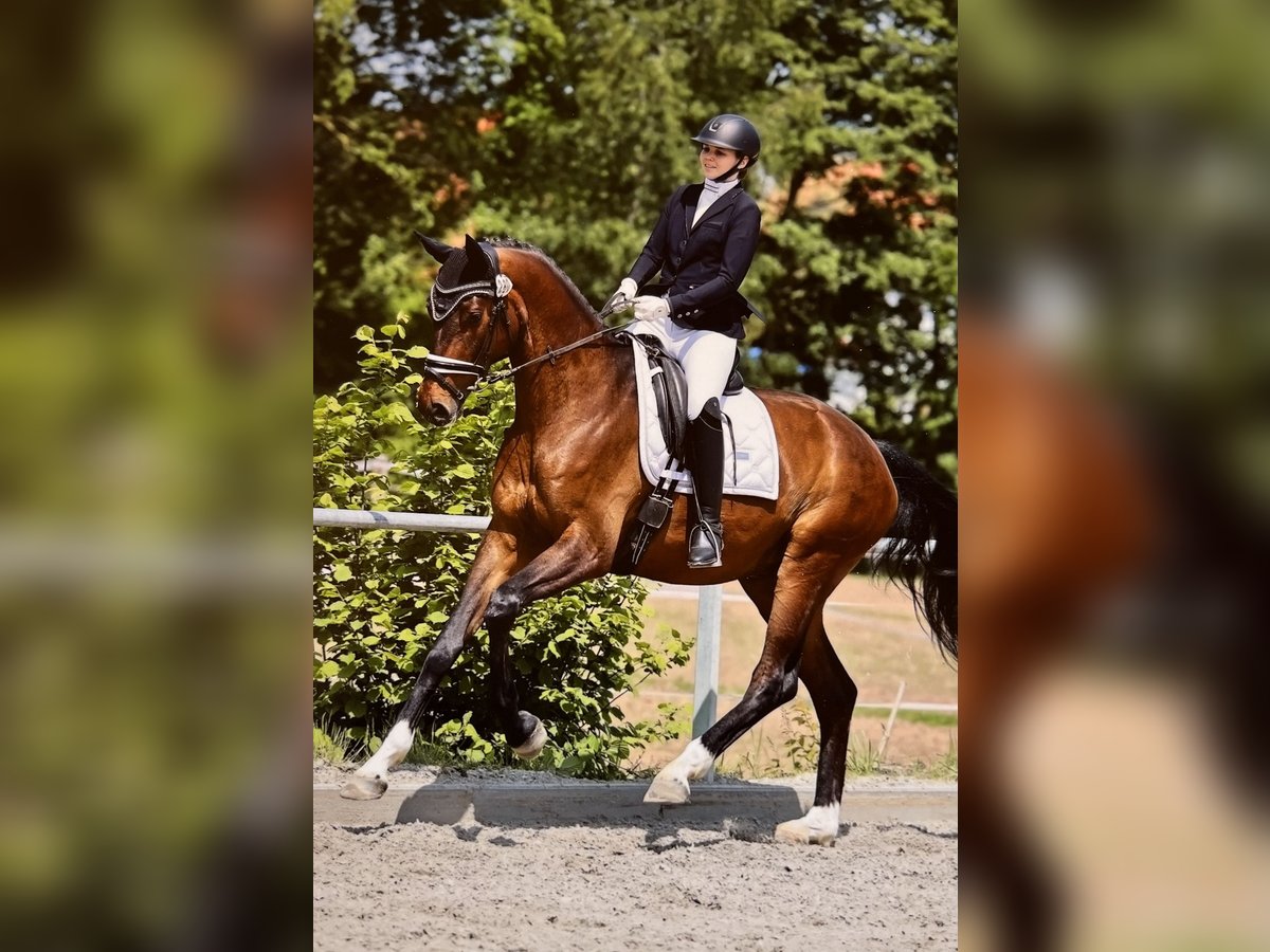 Hanovrien Hongre 6 Ans 172 cm Bai in Hardegsen