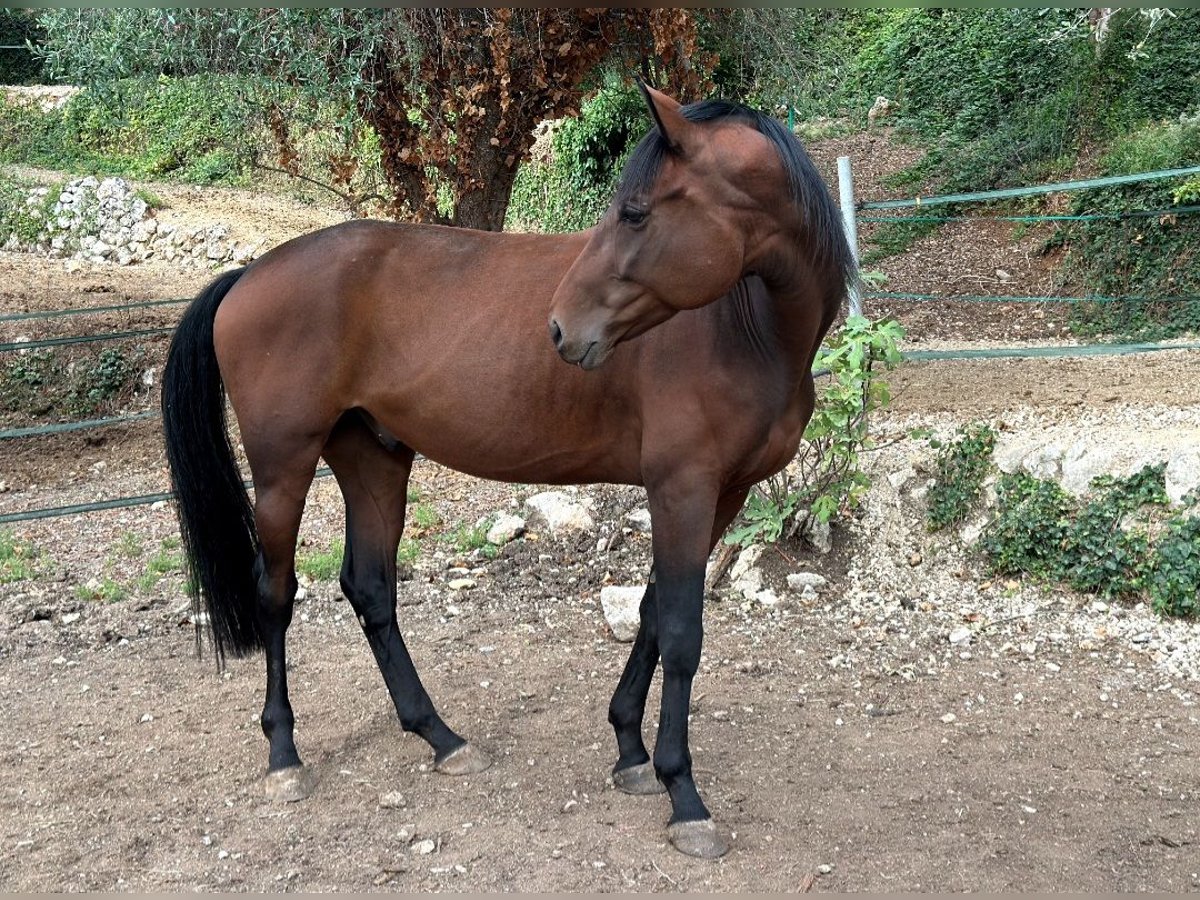 Hanovrien Hongre 6 Ans 172 cm Bai in Levens