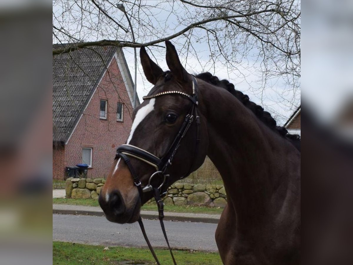 Hanovrien Hongre 6 Ans 173 cm Bai in Hechingen