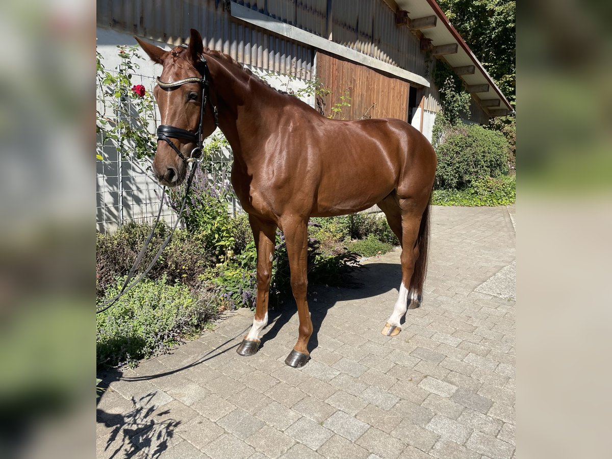 Hanovrien Hongre 6 Ans 174 cm Alezan in Epfendorf