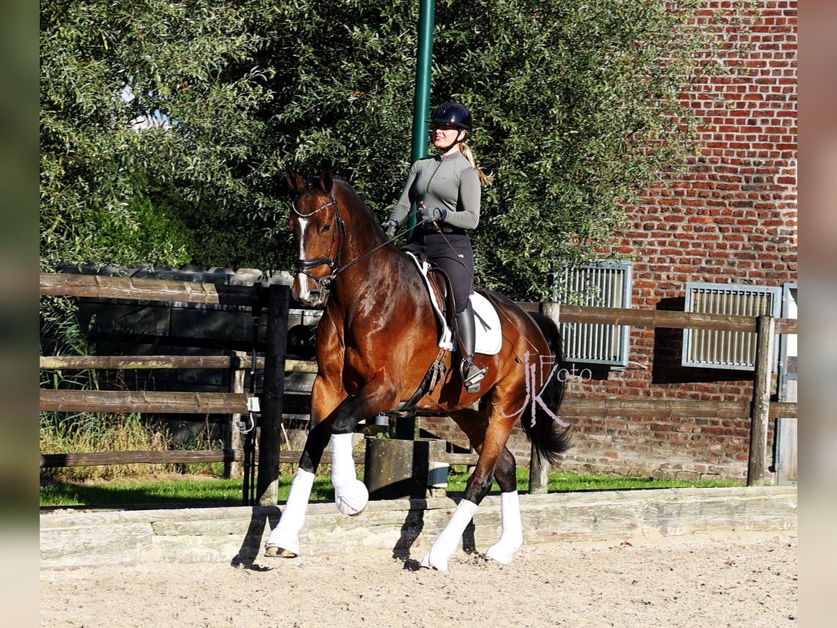 Hanovrien Hongre 6 Ans 179 cm in Kempen