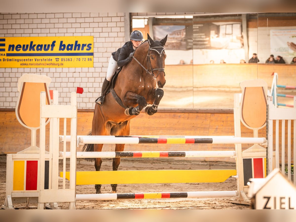 Hanovrien Hongre 6 Ans 182 cm Bai in Kl&#xF6;tze
