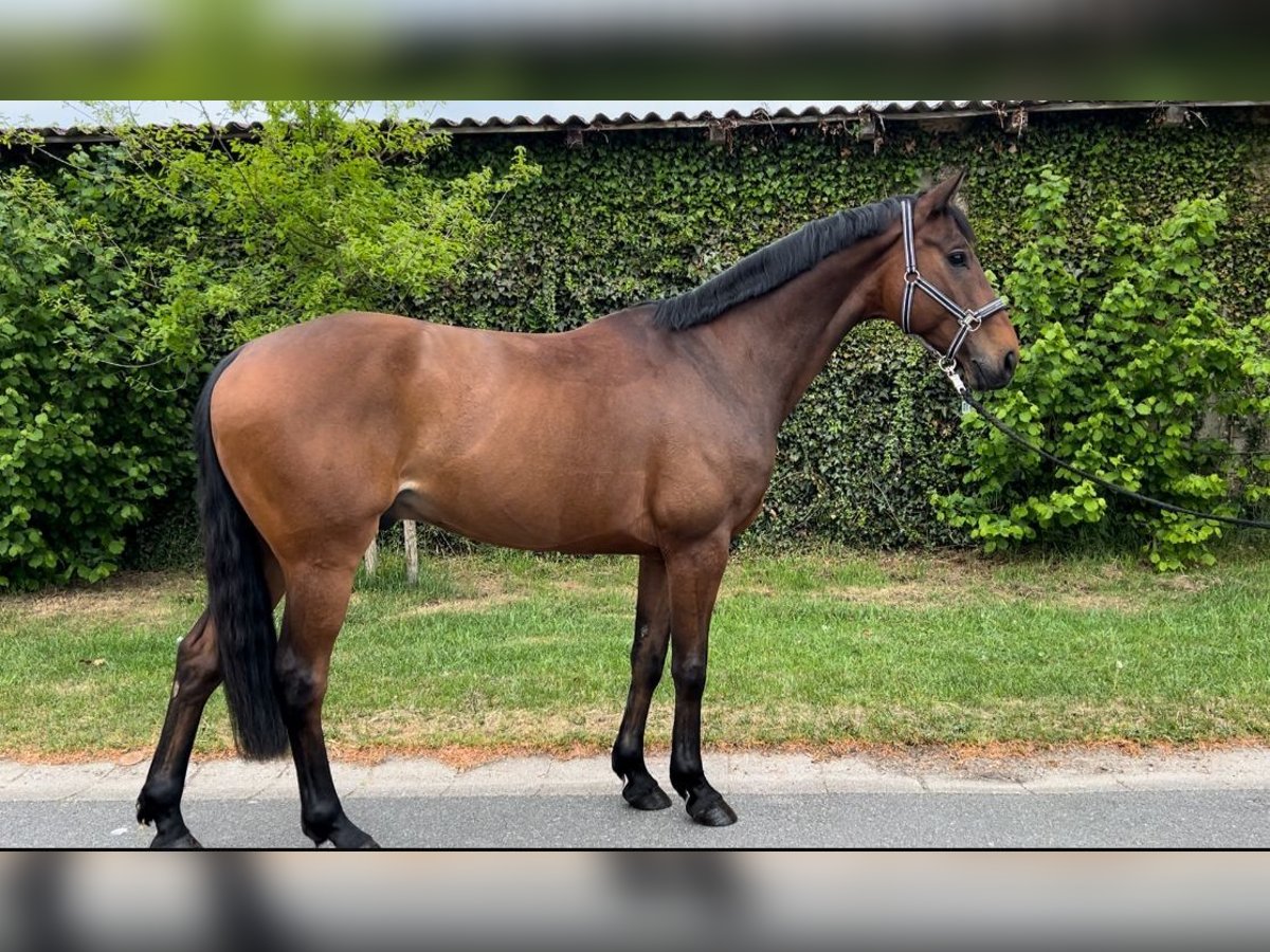Hanovrien Hongre 7 Ans 166 cm Bai in Bremerv&#xF6;rde