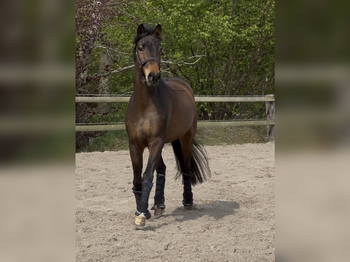Hanovrien Hongre 7 Ans 168 cm Bai brun in Aurich