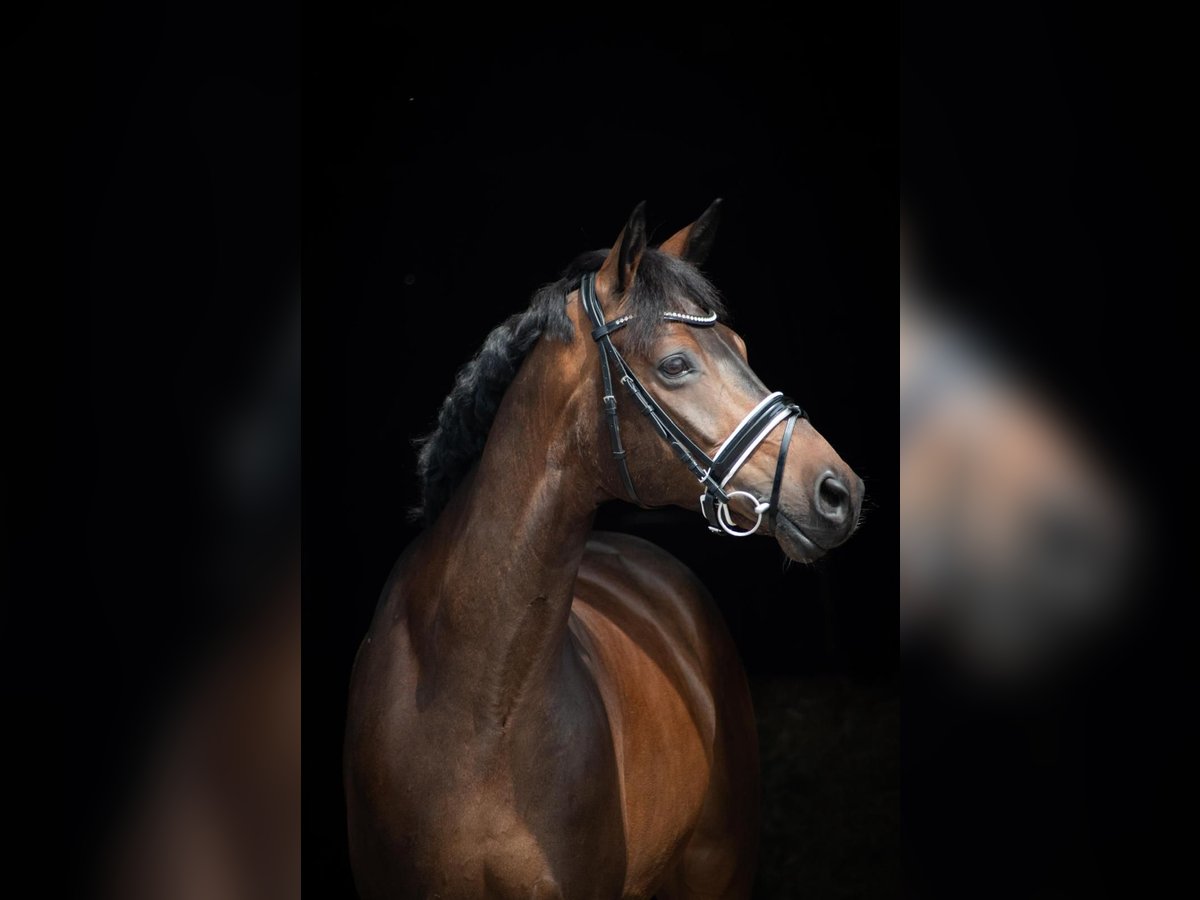 Hanovrien Hongre 7 Ans 168 cm Bai in Herbstein