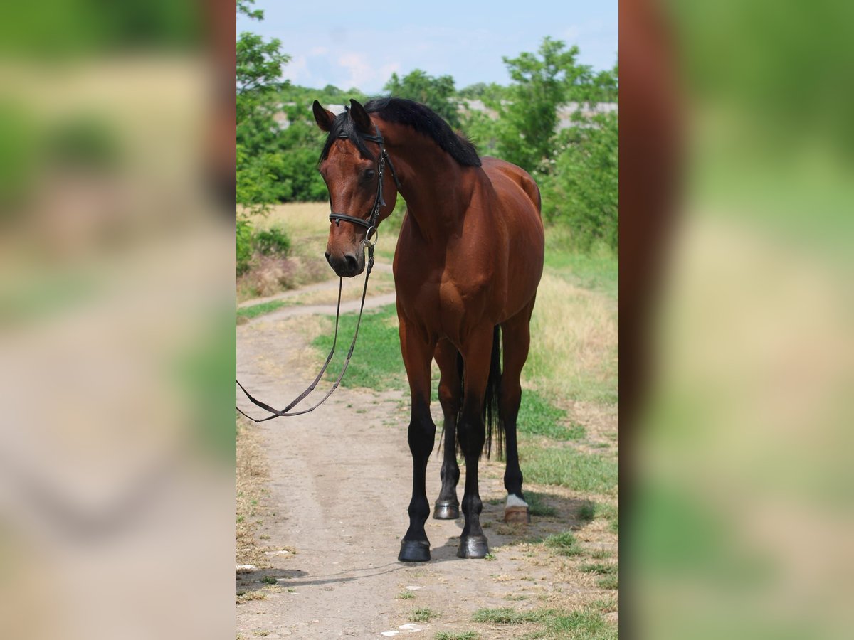 Hanovrien Hongre 7 Ans 168 cm Bai in Gyula