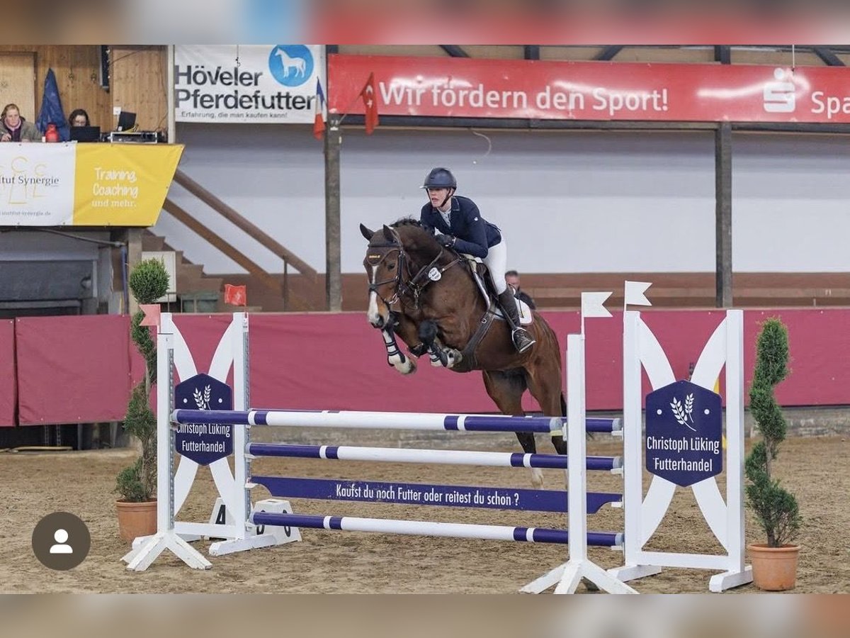 Hanovrien Hongre 7 Ans 168 cm Bai in Borgholzhausen