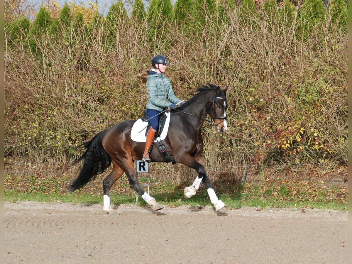 Hanovrien Hongre 7 Ans 172 cm Bai in Lejre