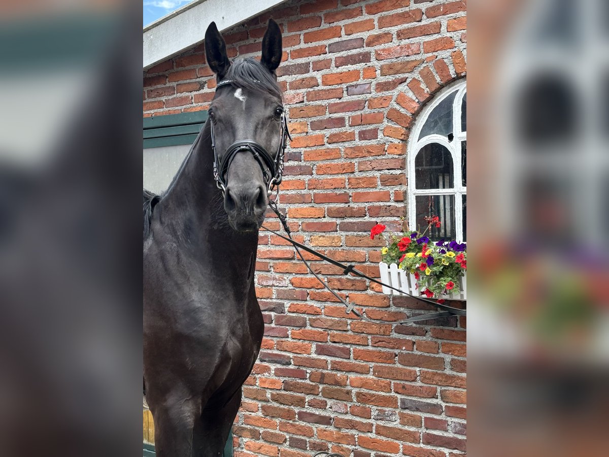 Hanovrien Hongre 7 Ans 172 cm Noir in Gro&#xDF;heide
