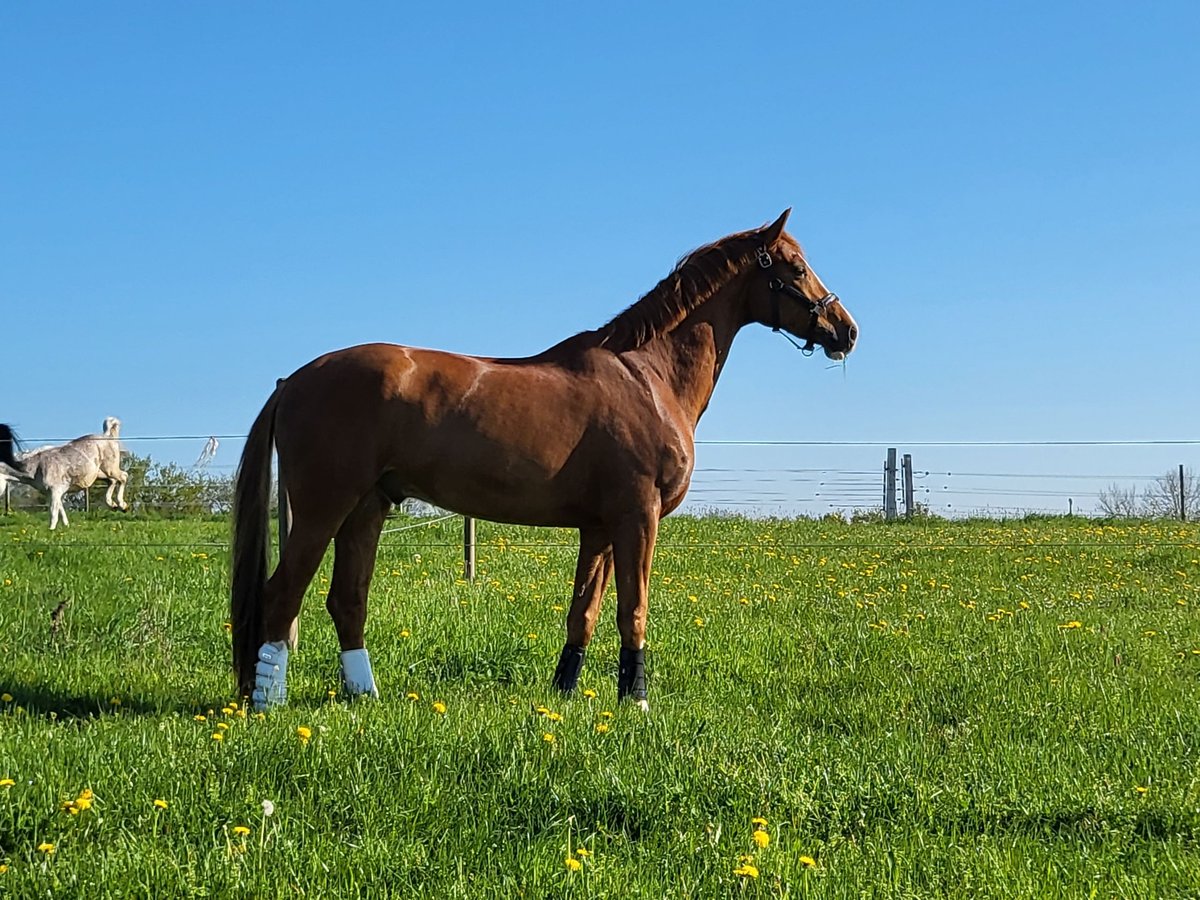 Hanovrien Hongre 7 Ans 173 cm Alezan in Hennef