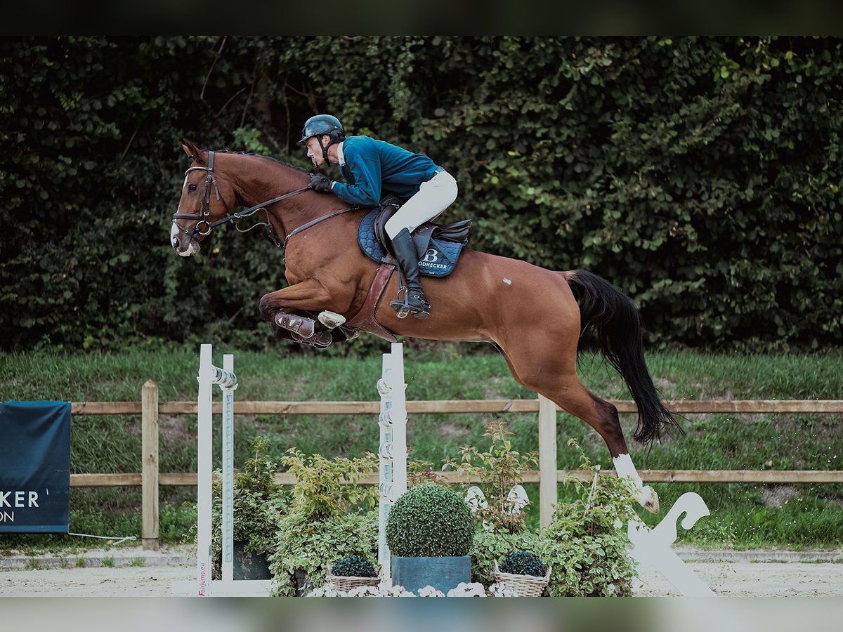 Hanovrien Hongre 7 Ans 174 cm Bai in Riedstadt