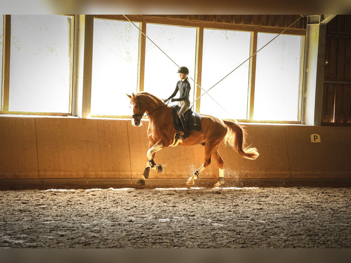 Hanovrien Hongre 7 Ans 175 cm Alezan in Buxtehude