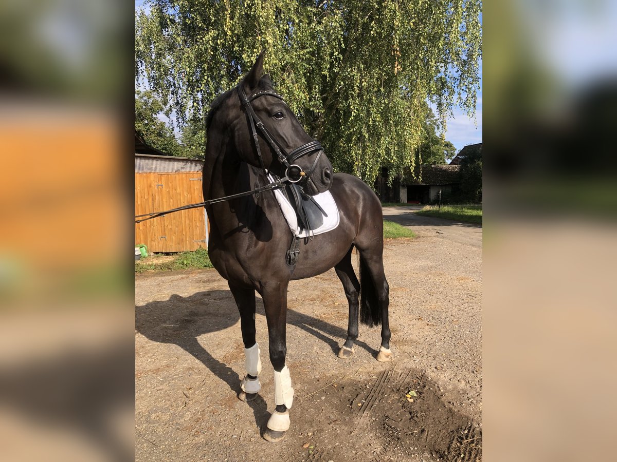 Hanovrien Hongre 7 Ans 175 cm Noir in Edingen-Neckarhausen