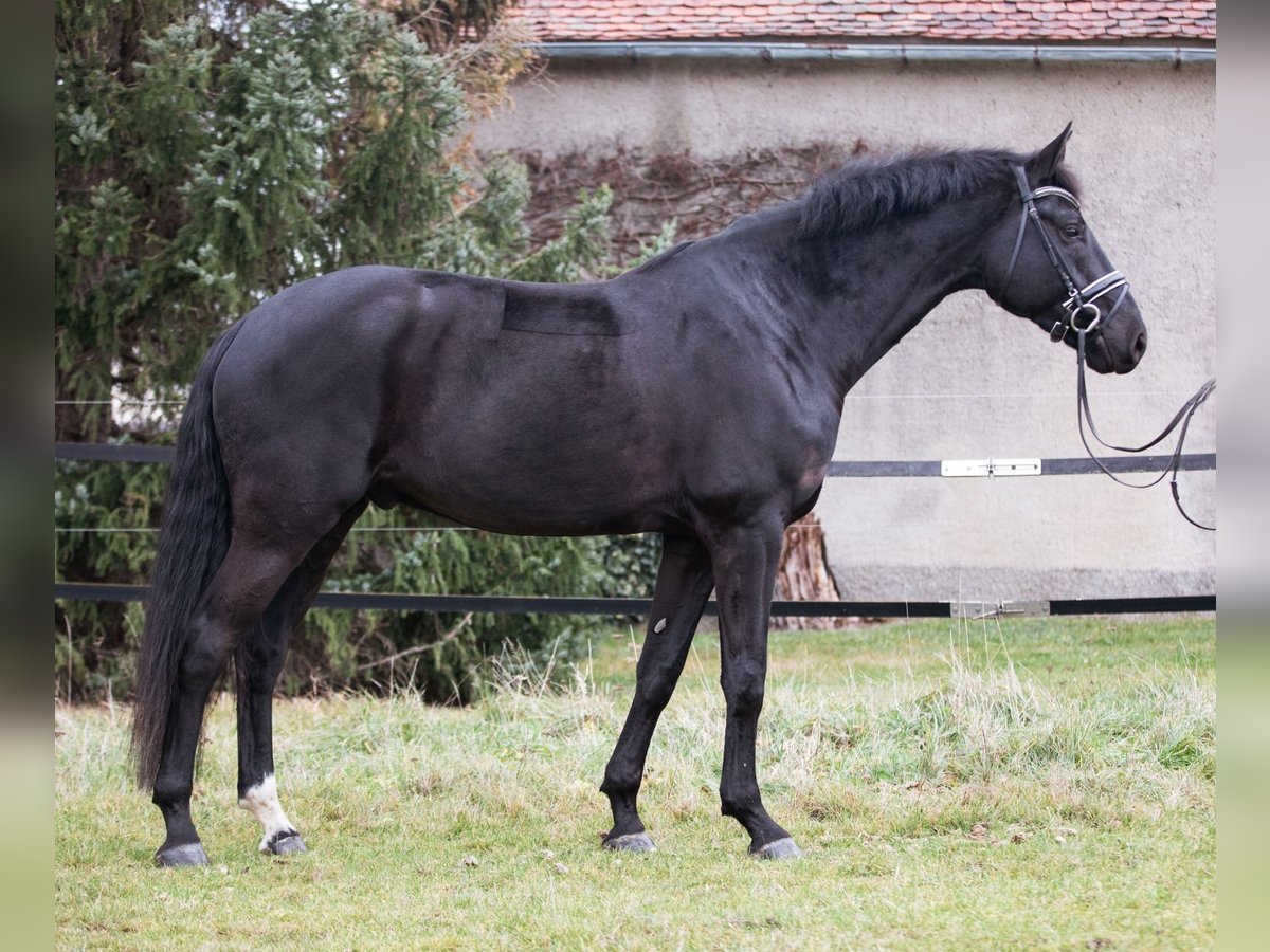 Hanovrien Hongre 7 Ans 175 cm Noir in Priestewitz