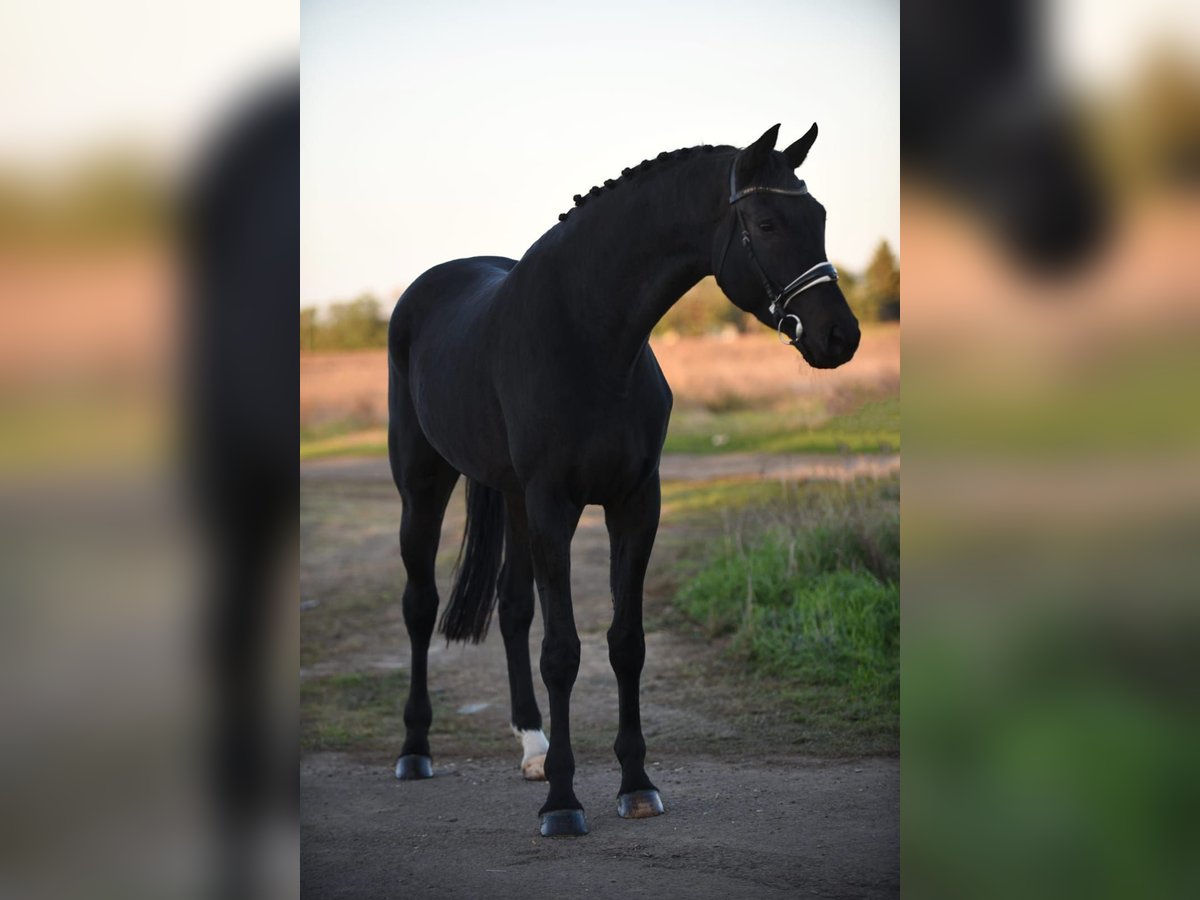 Hanovrien Hongre 7 Ans 175 cm Noir in Békésszentandrás