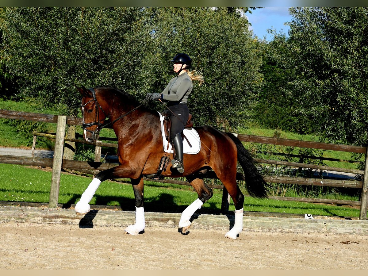 Hanovrien Hongre 7 Ans 179 cm Bai brun in Kempen