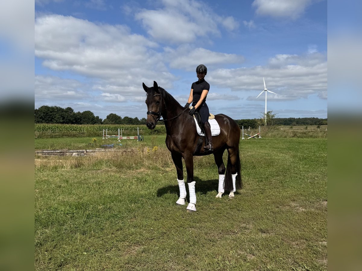 Hanovrien Hongre 7 Ans 180 cm Bai in Hollenstedt