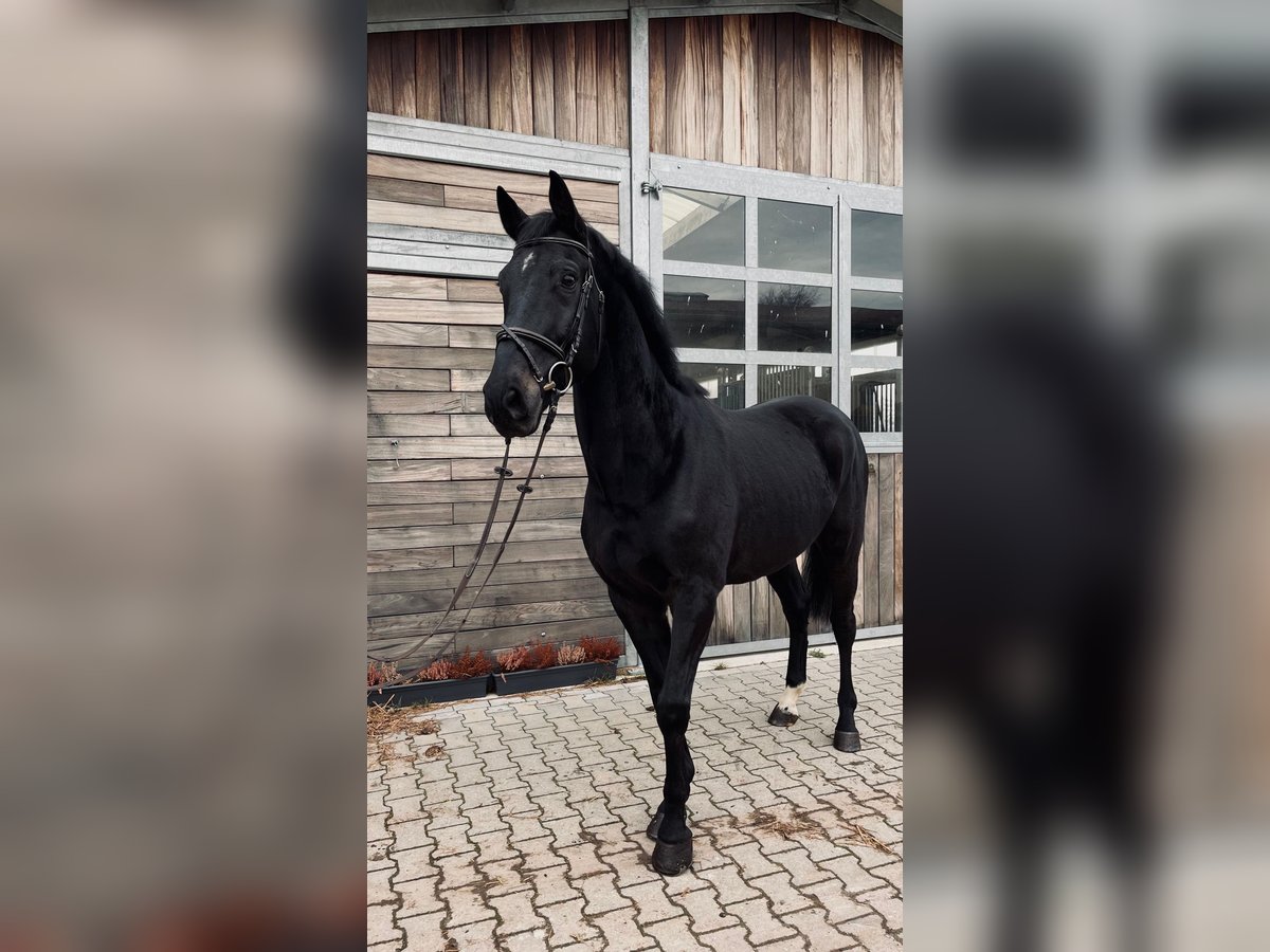 Hanovrien Hongre 8 Ans 167 cm Bai brun foncé in Leipzig