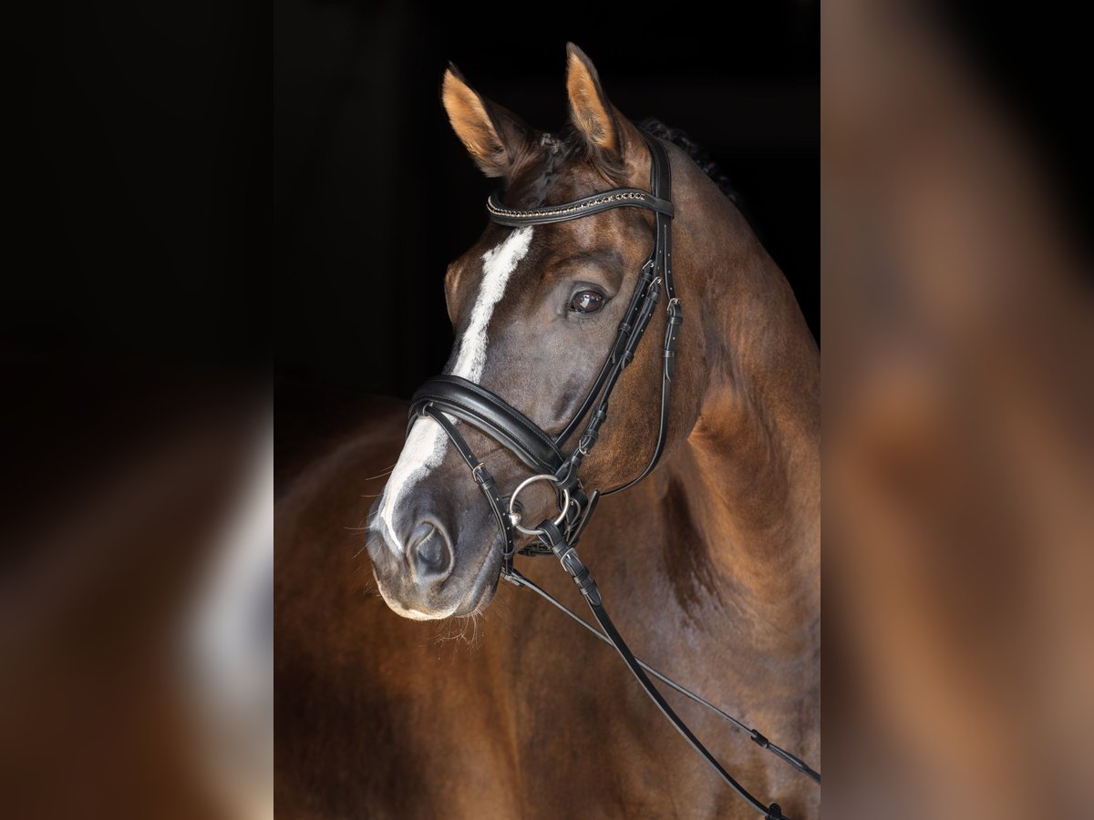 Hanovrien Hongre 8 Ans 169 cm Noir in Bodenkirchen