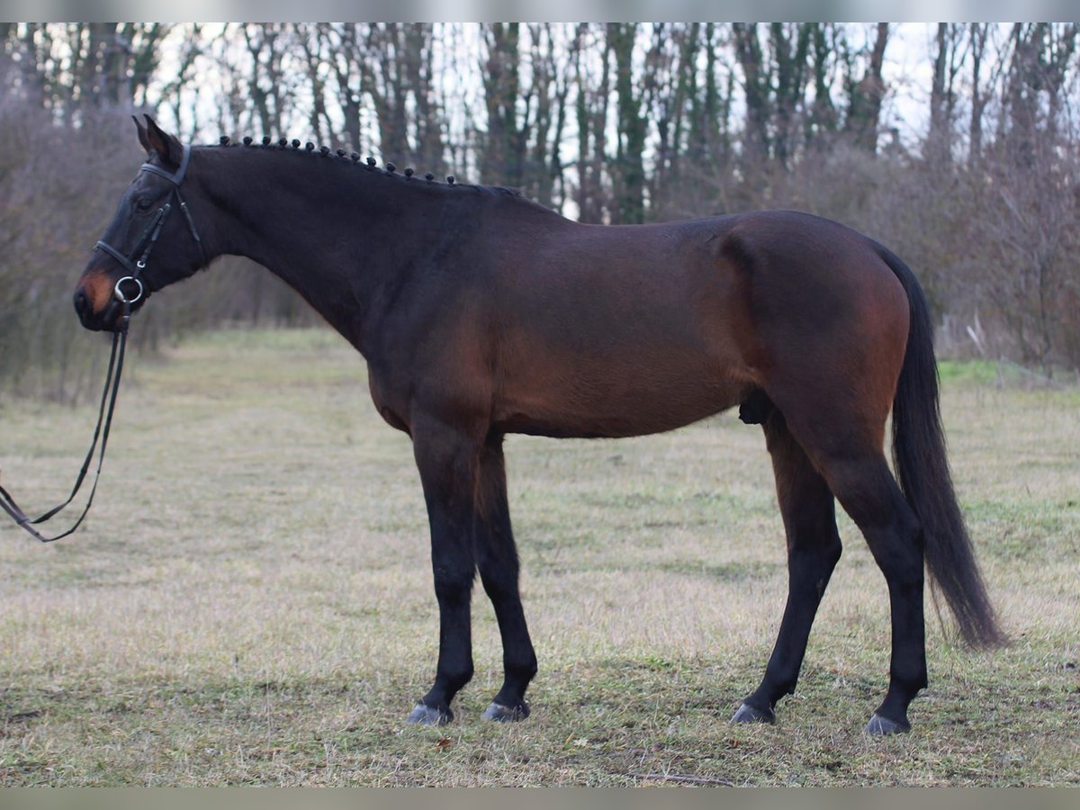 Hanovrien Hongre 8 Ans 170 cm Bai brun in Gyula