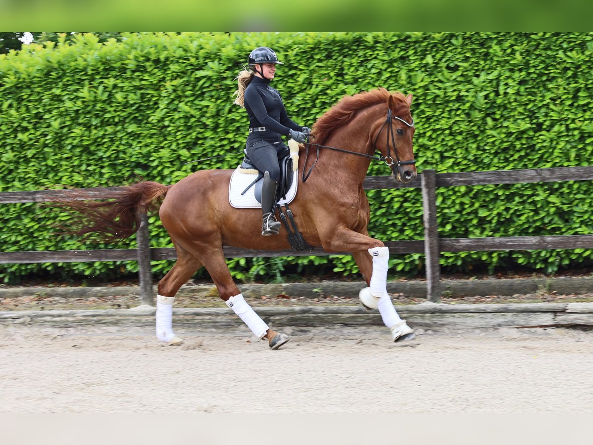 Hanovrien Hongre 8 Ans 173 cm Alezan in Kempen