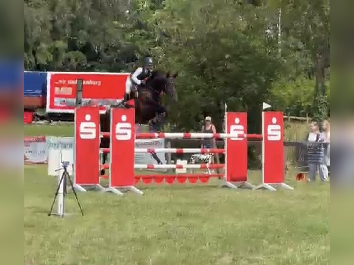 Hanovrien Hongre 8 Ans 174 cm Bai brun foncé in Buxtehude