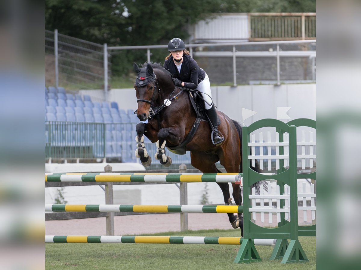 Hanovrien Hongre 8 Ans 175 cm Bai brun in Scharnebeck