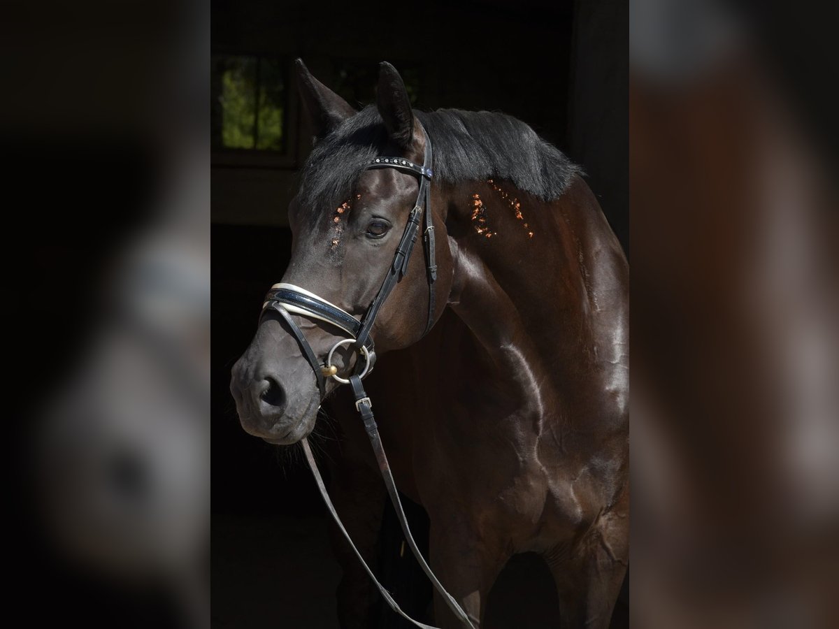 Hanovrien Hongre 8 Ans 182 cm Noir in Wiesbaden