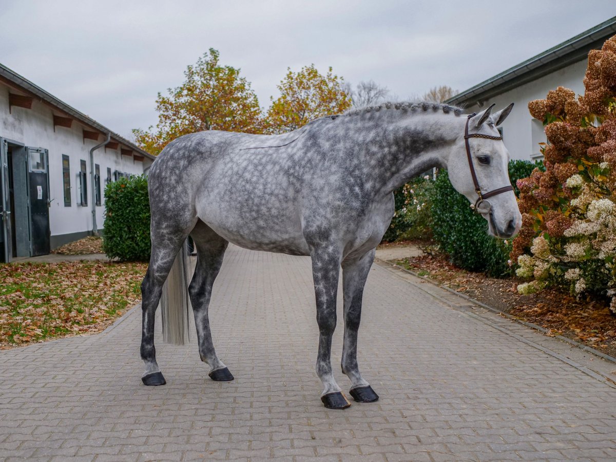 Hanovrien Hongre 9 Ans 160 cm Gris in Ankum