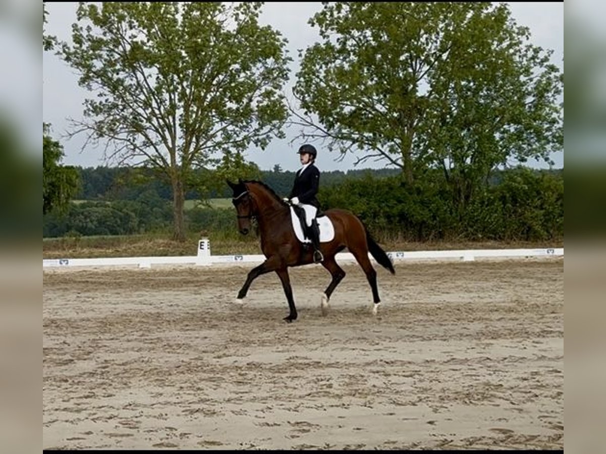 Hanovrien Hongre 9 Ans 168 cm Bai in Dessau-Ro&#xDF;lau