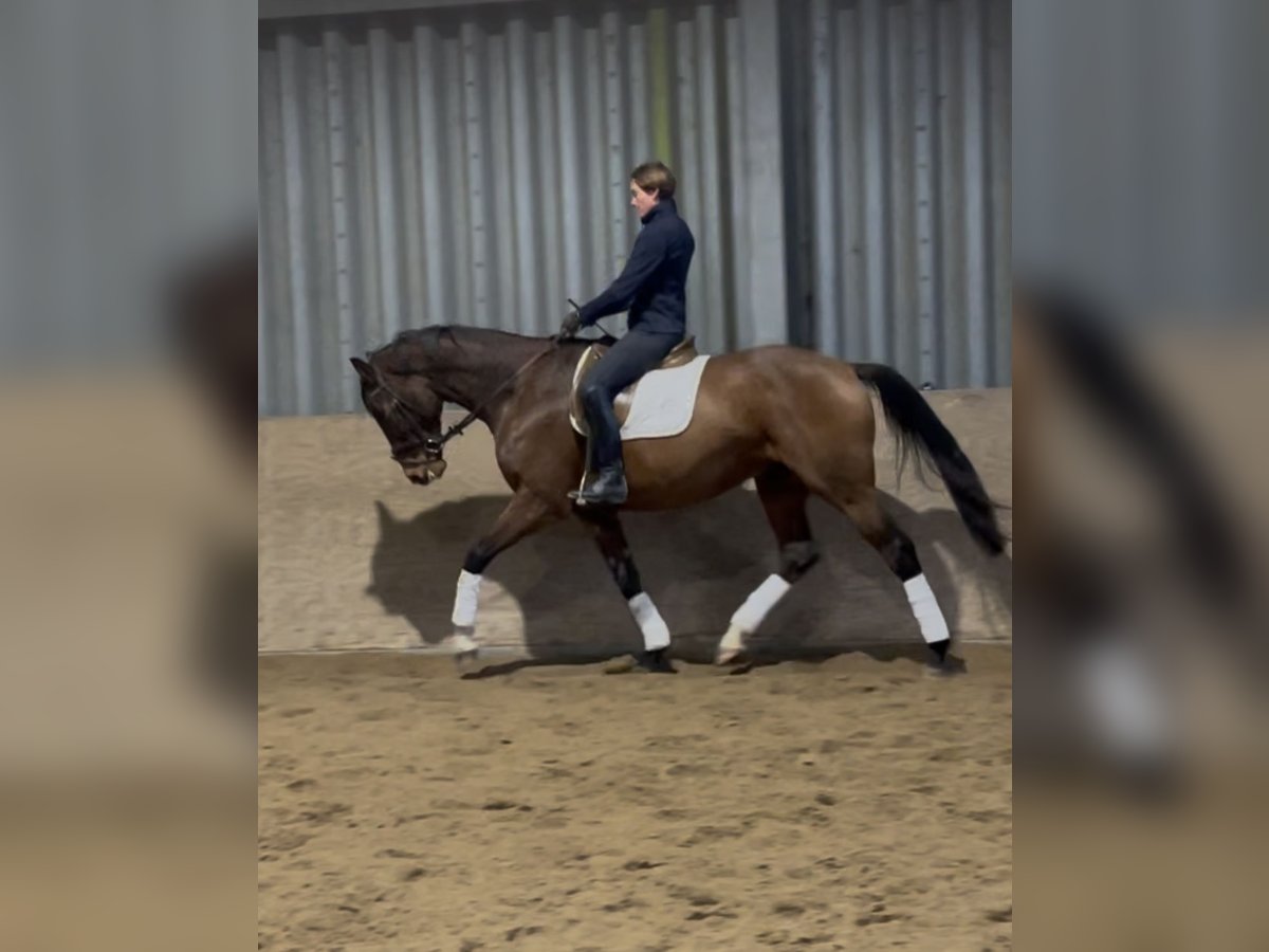 Hanovrien Hongre 9 Ans 170 cm Bai in Wangels