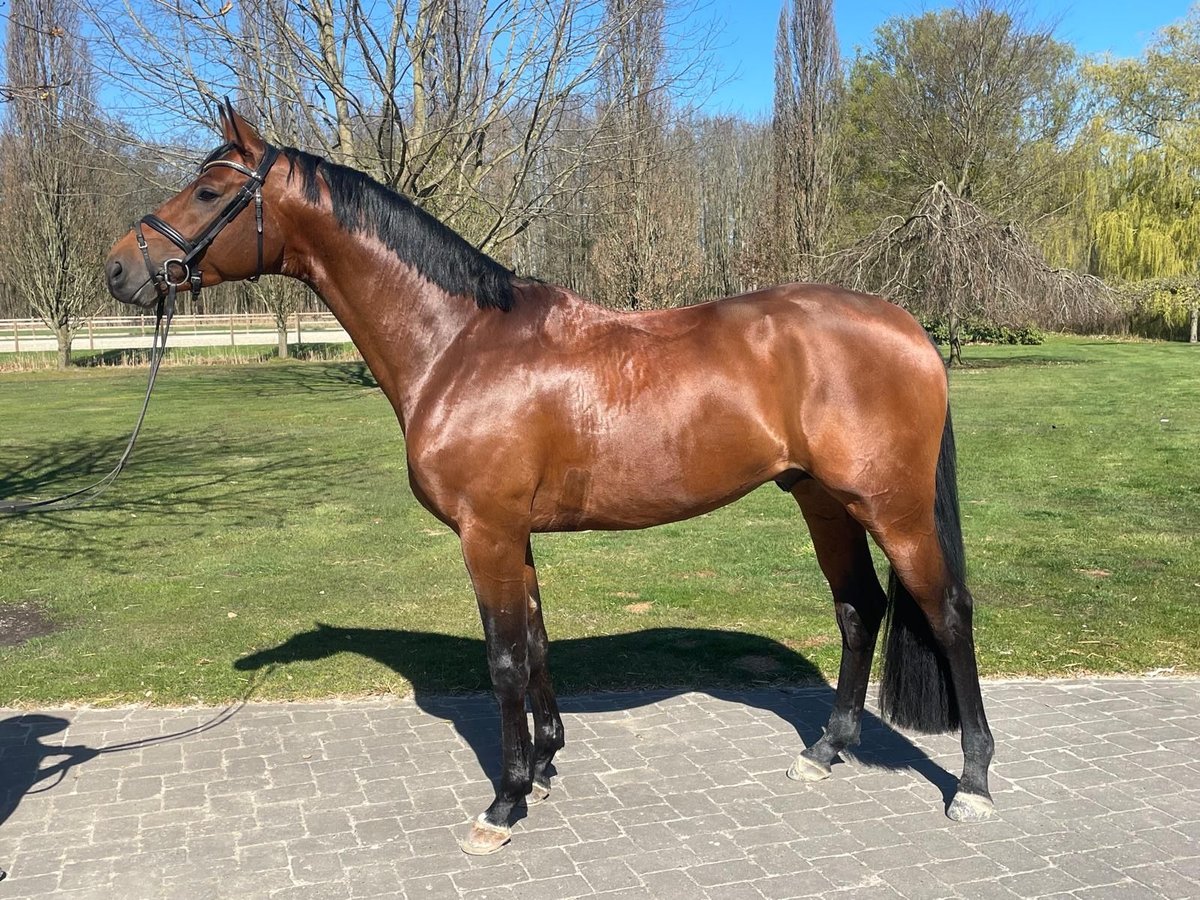 Hanovrien Hongre 9 Ans 170 cm Bai in Beckdorf