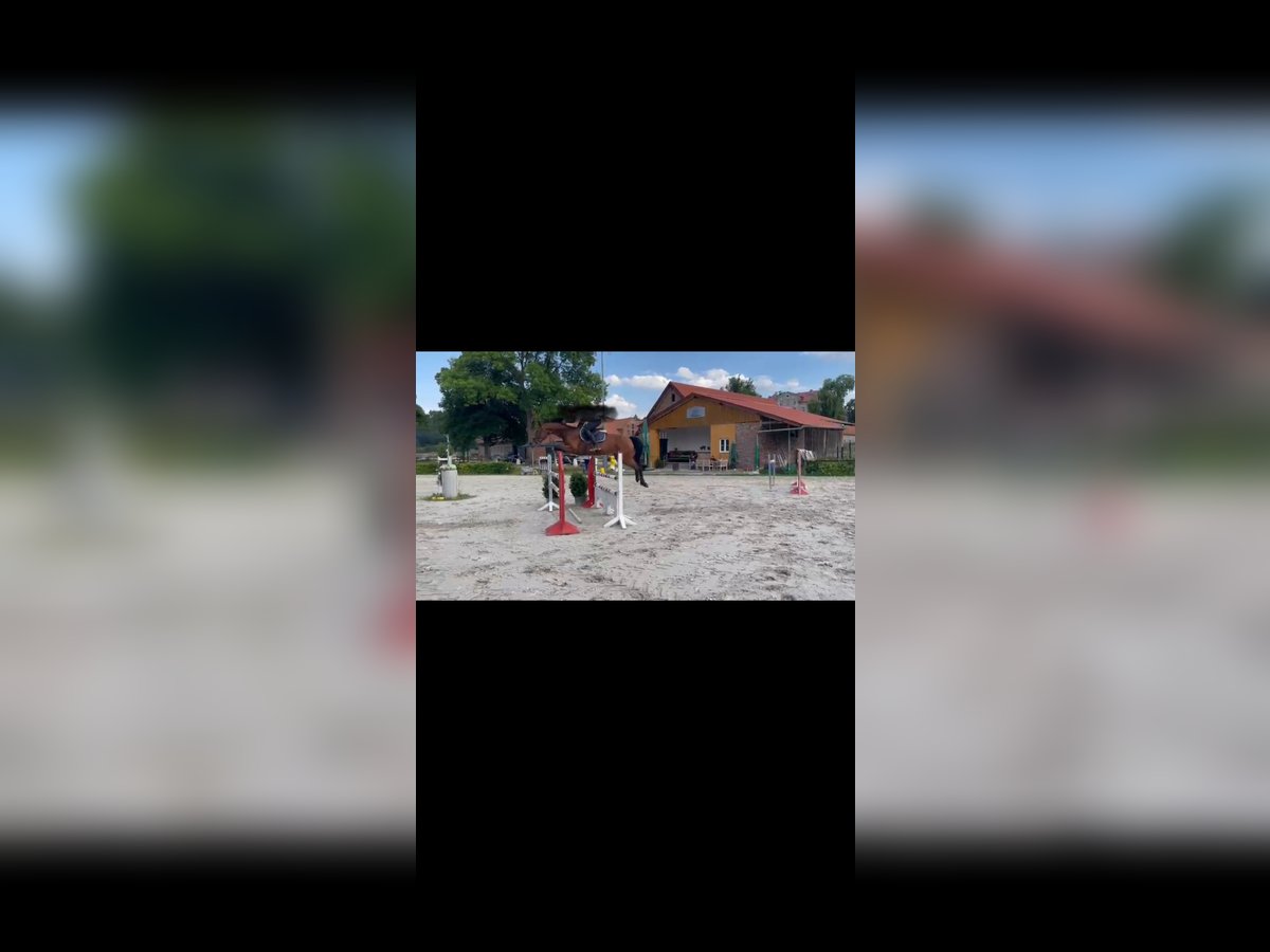 Hanovrien Hongre 9 Ans 170 cm Bai in Parthenstein