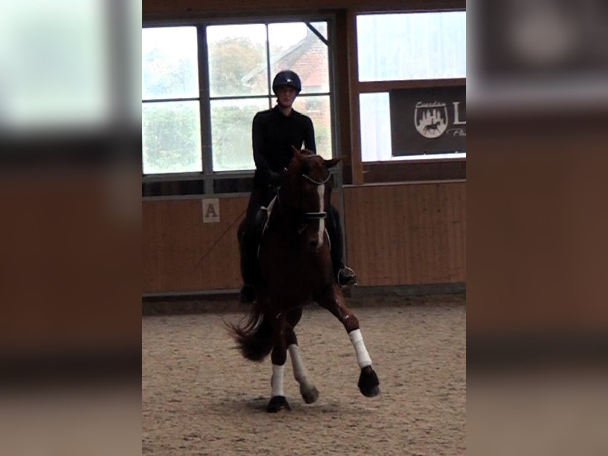 Hanovrien Hongre 9 Ans 171 cm Alezan in Linau