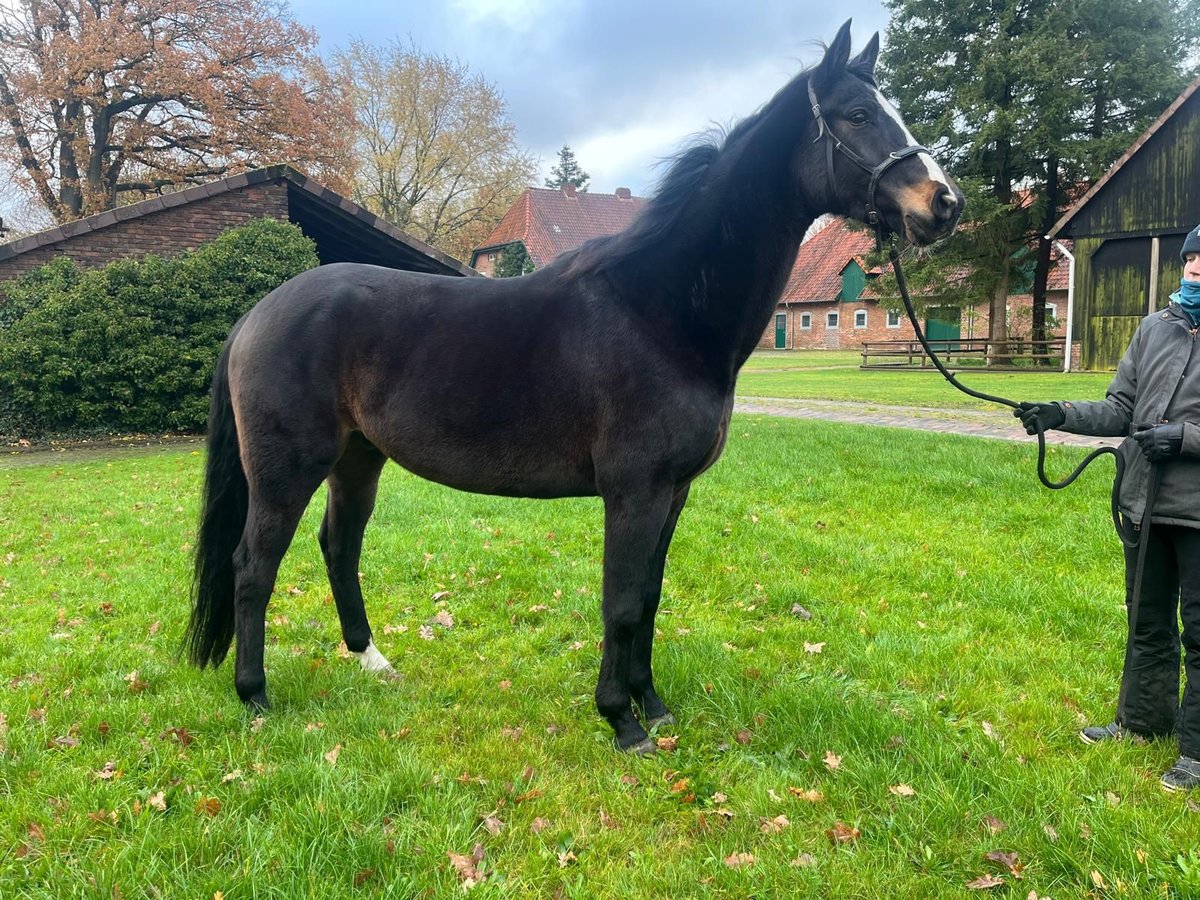 Hanovrien Hongre 9 Ans 172 cm Bai brun in Varrel