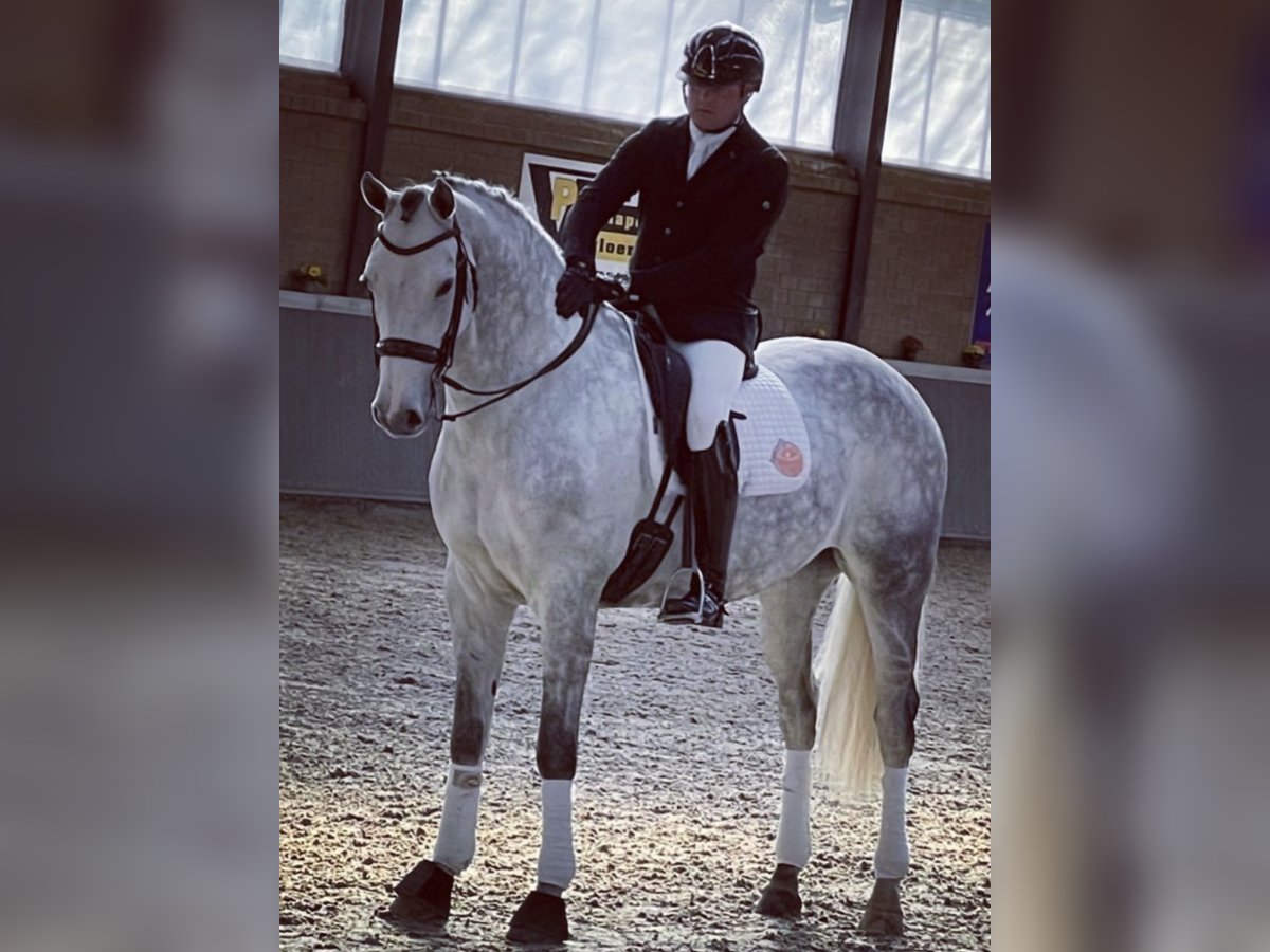 Hanovrien Hongre 9 Ans 172 cm Gris in Puurs