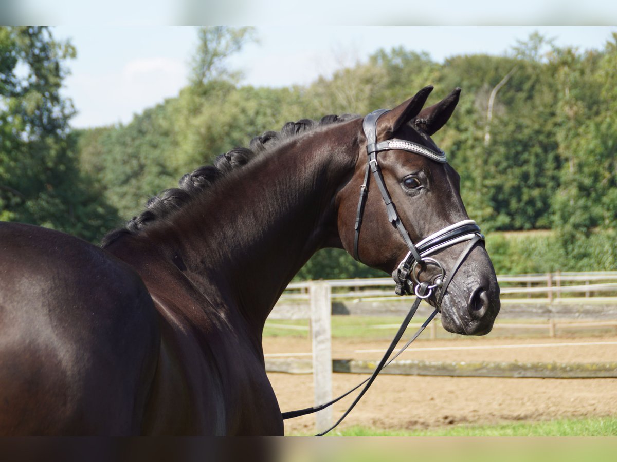 Hanovrien Hongre 9 Ans 174 cm Noir in Möhnesee/Günne