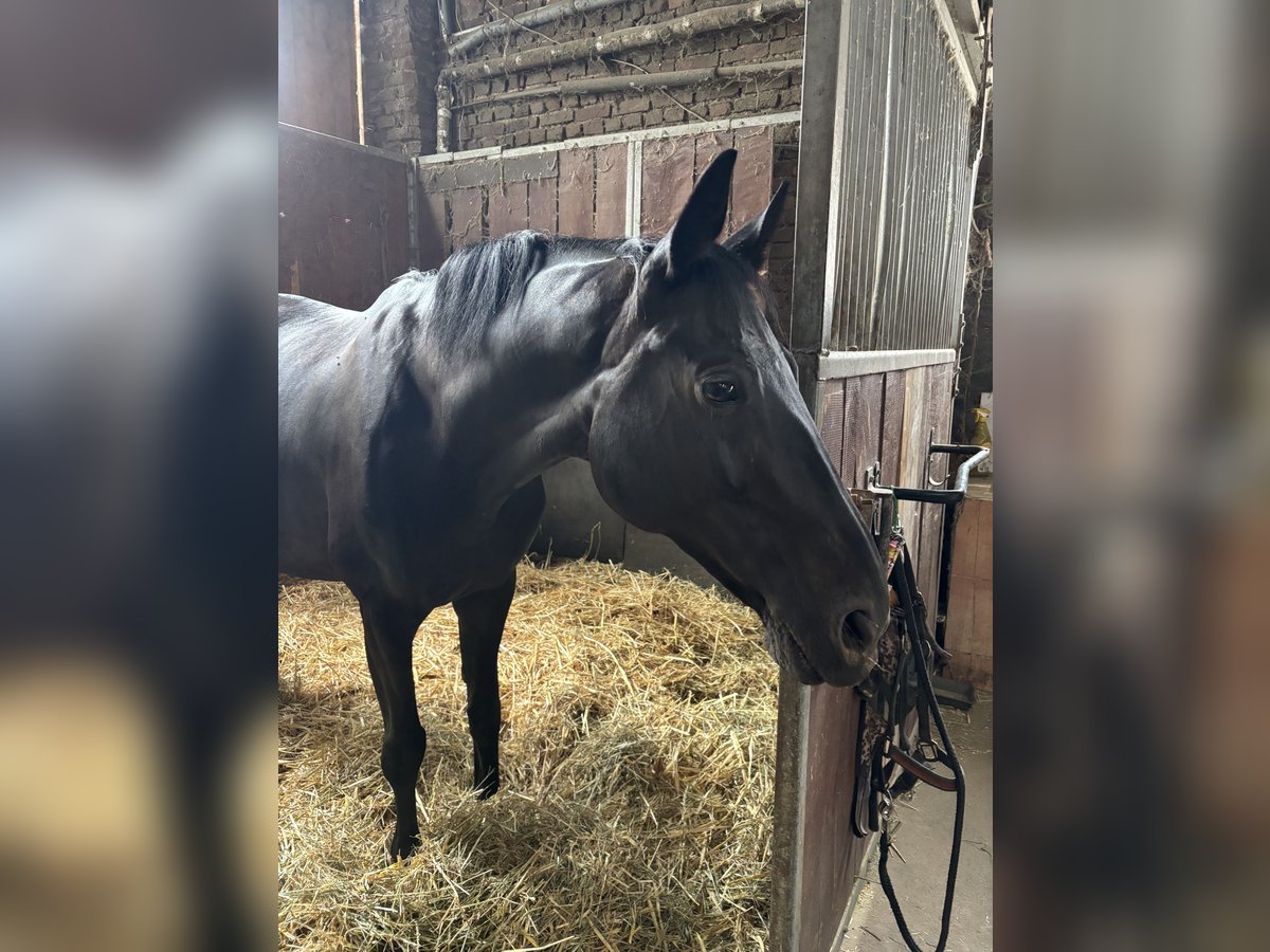 Hanovrien Jument 10 Ans 160 cm Noir in ErkrathErkrath