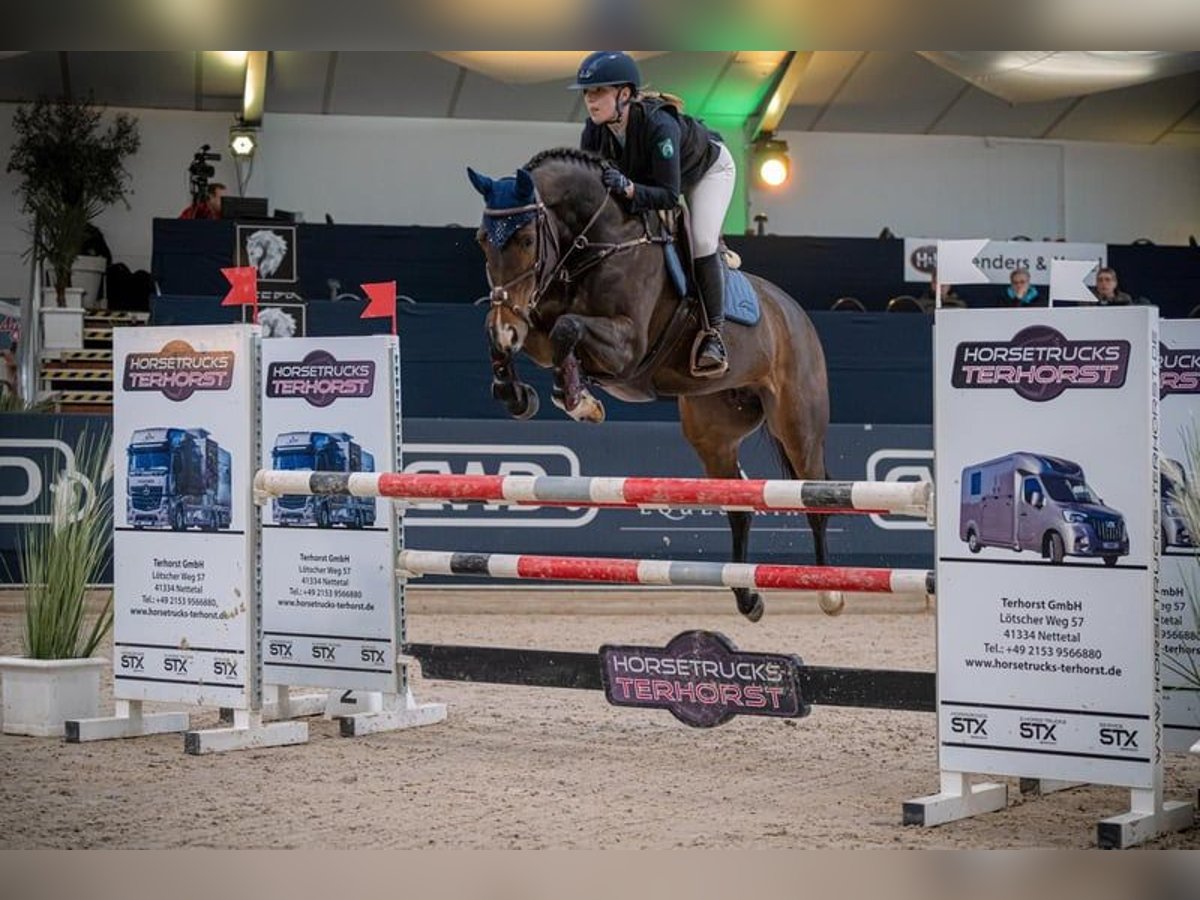 Hanovrien Jument 10 Ans 162 cm Bai in Grevenbroich
